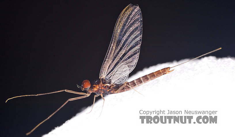 Male Neoleptophlebia adoptiva (Blue Quill) Mayfly Spinner from Factory Brook in New York