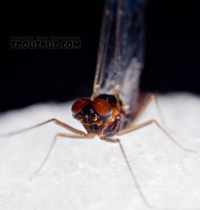 Male Neoleptophlebia adoptiva (Blue Quill) Mayfly Spinner from Factory Brook in New York