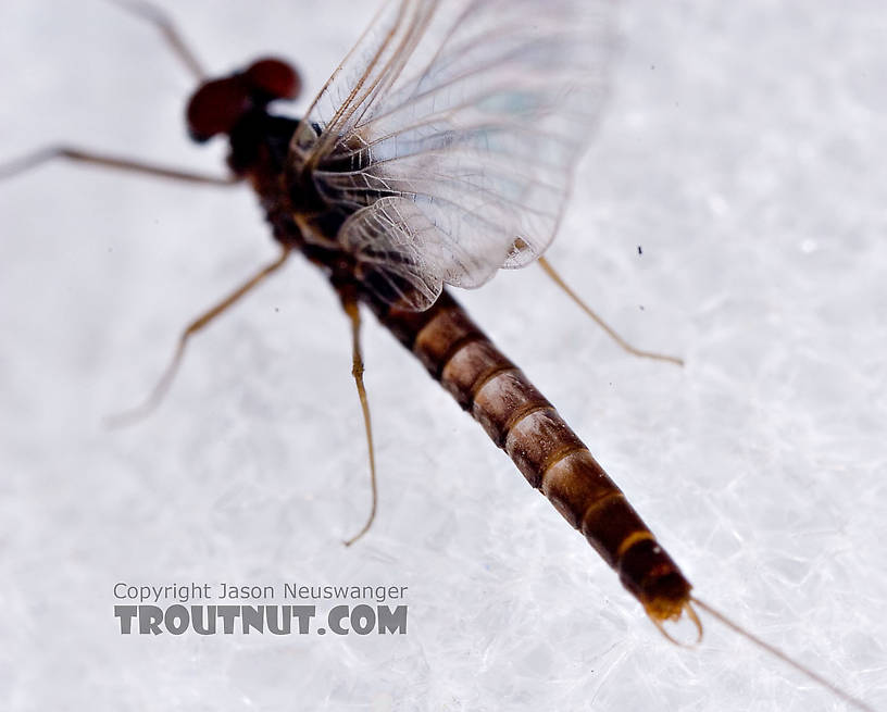 Male Neoleptophlebia adoptiva (Blue Quill) Mayfly Spinner from Factory Brook in New York