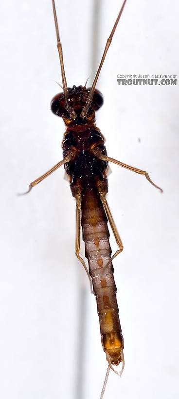 Male Neoleptophlebia adoptiva (Blue Quill) Mayfly Spinner from Factory Brook in New York