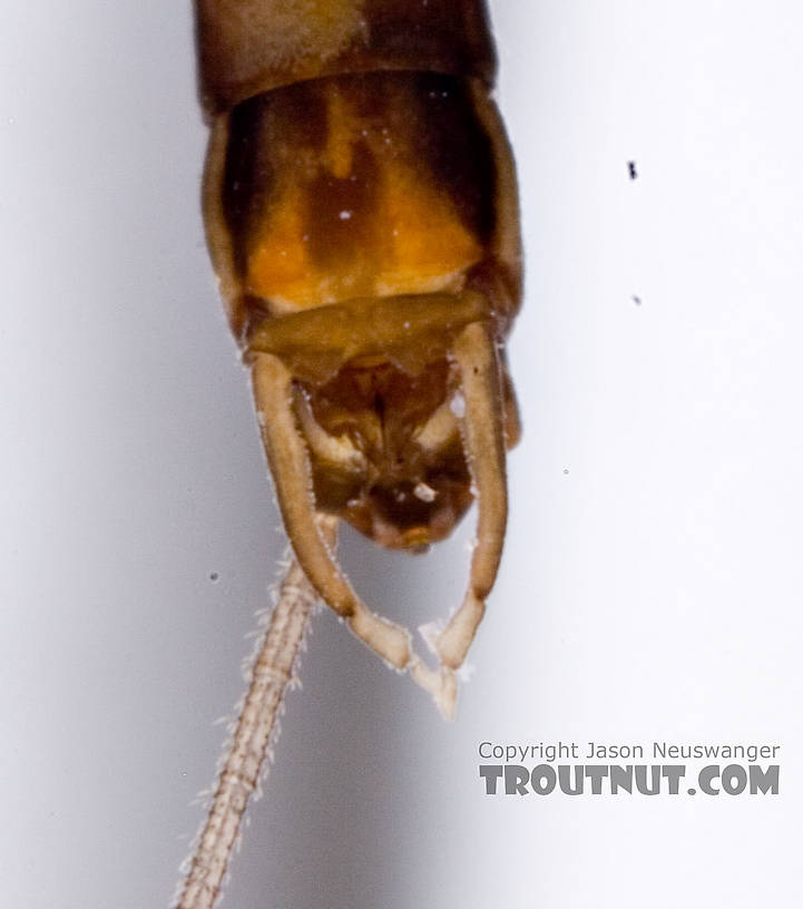 Male Neoleptophlebia adoptiva (Blue Quill) Mayfly Spinner from Factory Brook in New York