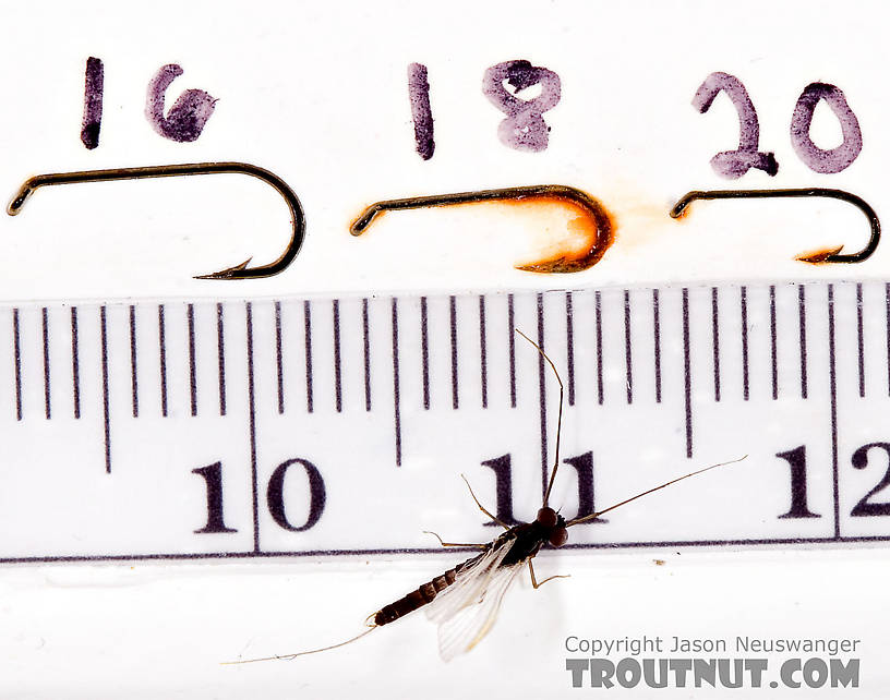 Male Neoleptophlebia adoptiva (Blue Quill) Mayfly Spinner from Factory Brook in New York