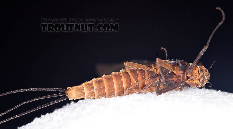 Female Leptophlebia (Black Quills and Blue Quills) Mayfly Dun from Factory Brook in New York