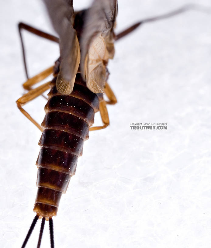 Female Leptophlebia (Black Quills and Blue Quills) Mayfly Dun from Factory Brook in New York