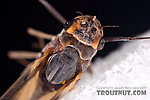 Female Leptophlebia (Black Quills and Blue Quills) Mayfly Dun