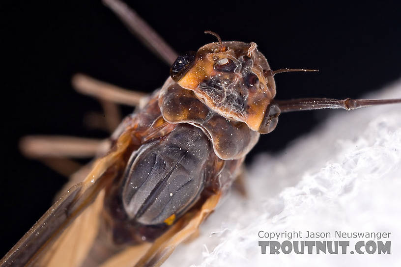 Female Leptophlebia (Black Quills and Blue Quills) Mayfly Dun from Factory Brook in New York