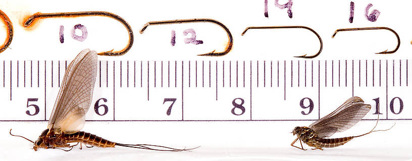 This specimen is on the left in this picture.  On the right is another one I collected but didn't otherwise photograph.  It's from the same stream and time, and presumably of the same species.  It shows quite a bit of natural variation.  Female Leptophlebia (Black Quills and Blue Quills) Mayfly Dun from Factory Brook in New York