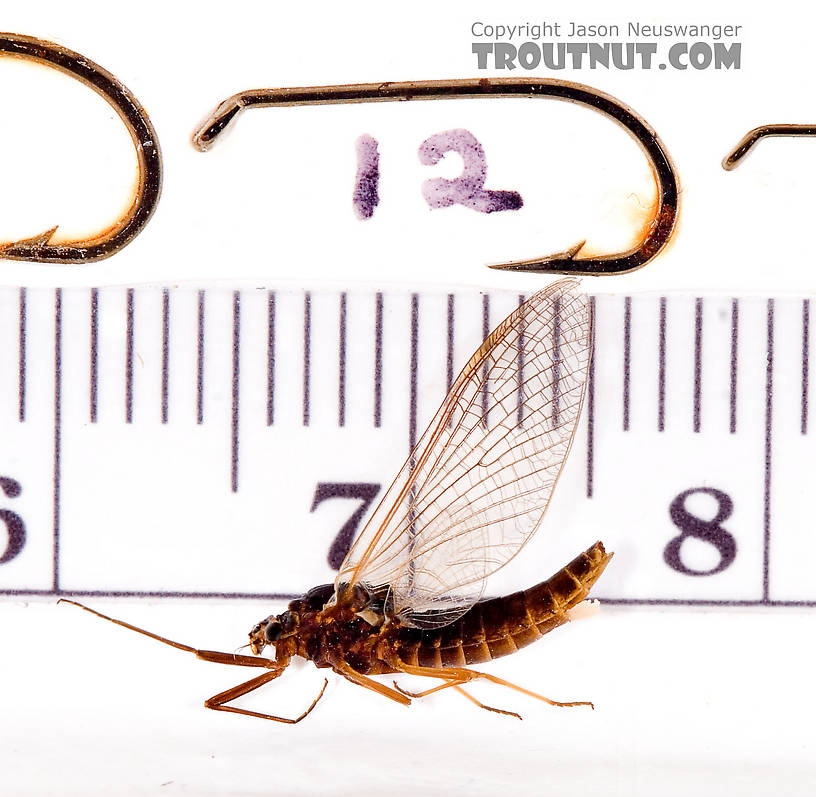 Female Leptophlebia (Black Quills and Blue Quills) Mayfly Spinner from Factory Brook in New York