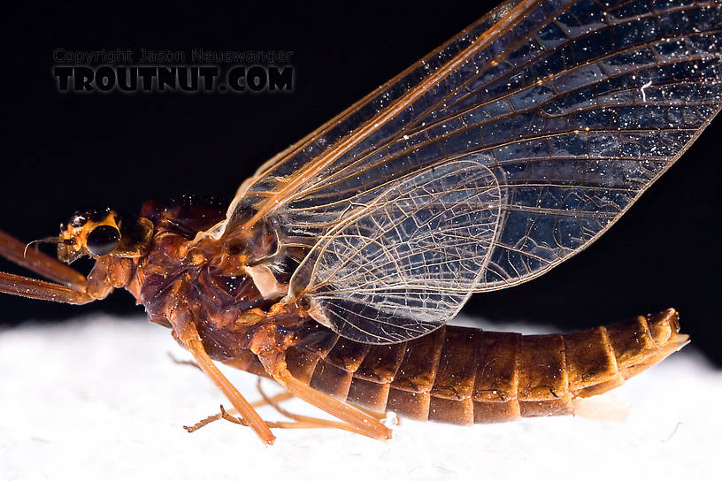 Female Leptophlebia (Black Quills and Blue Quills) Mayfly Spinner from Factory Brook in New York