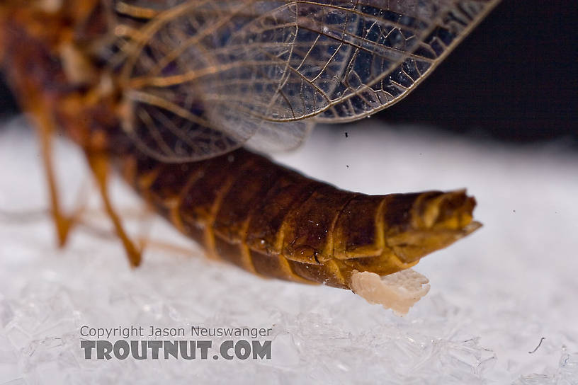 Female Leptophlebia (Black Quills and Blue Quills) Mayfly Spinner from Factory Brook in New York