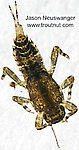 Ephemerella invaria (Sulphur Dun) Mayfly Nymph