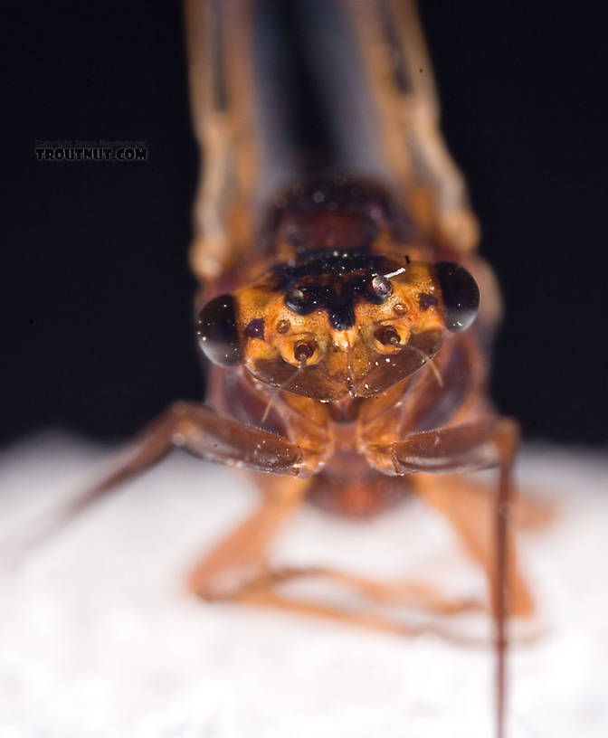 Female Leptophlebia (Black Quills and Blue Quills) Mayfly Spinner from Factory Brook in New York