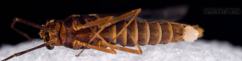 Female Leptophlebia (Black Quills and Blue Quills) Mayfly Spinner from Factory Brook in New York