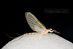 Female Ephemera varia (Yellow Drake) Mayfly Dun