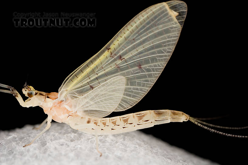 Female Ephemera varia (Yellow Drake) Mayfly Dun from Aquarium in New York