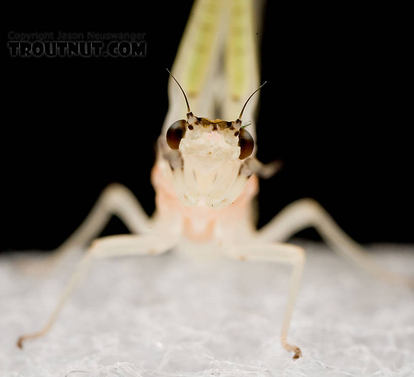 Female Ephemera varia (Yellow Drake) Mayfly Dun from Aquarium in New York