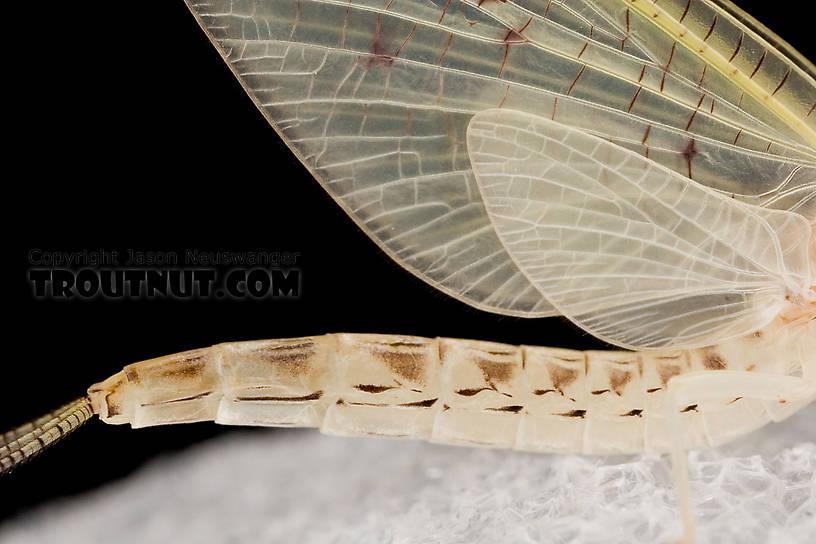 Female Ephemera varia (Yellow Drake) Mayfly Dun from Aquarium in New York