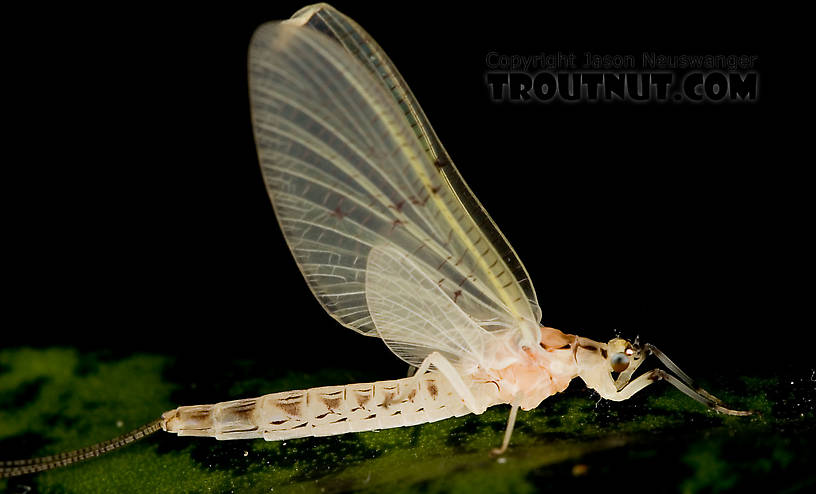 Female Ephemera varia (Yellow Drake) Mayfly Dun from Aquarium in New York