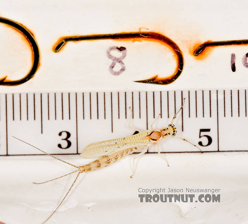 Female Ephemera varia (Yellow Drake) Mayfly Dun from Aquarium in New York