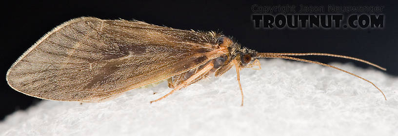 Brachycentrus appalachia (Apple Caddis) Caddisfly Adult from the West Branch of the Delaware River in New York