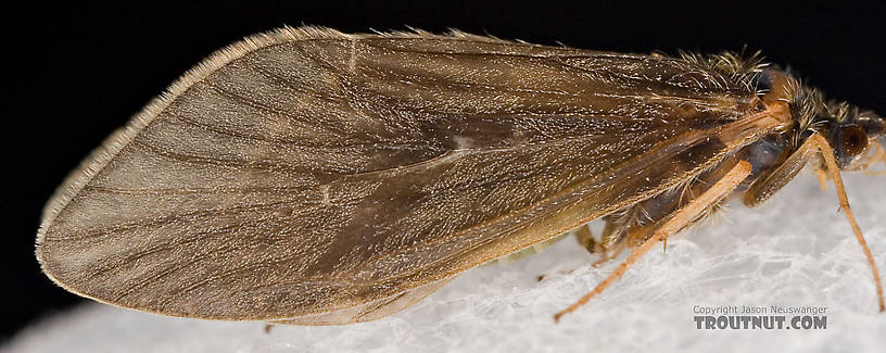 Brachycentrus appalachia (Apple Caddis) Caddisfly Adult from the West Branch of the Delaware River in New York