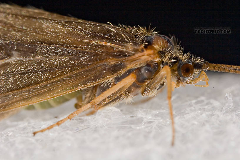 Brachycentrus appalachia (Apple Caddis) Caddisfly Adult from the West Branch of the Delaware River in New York