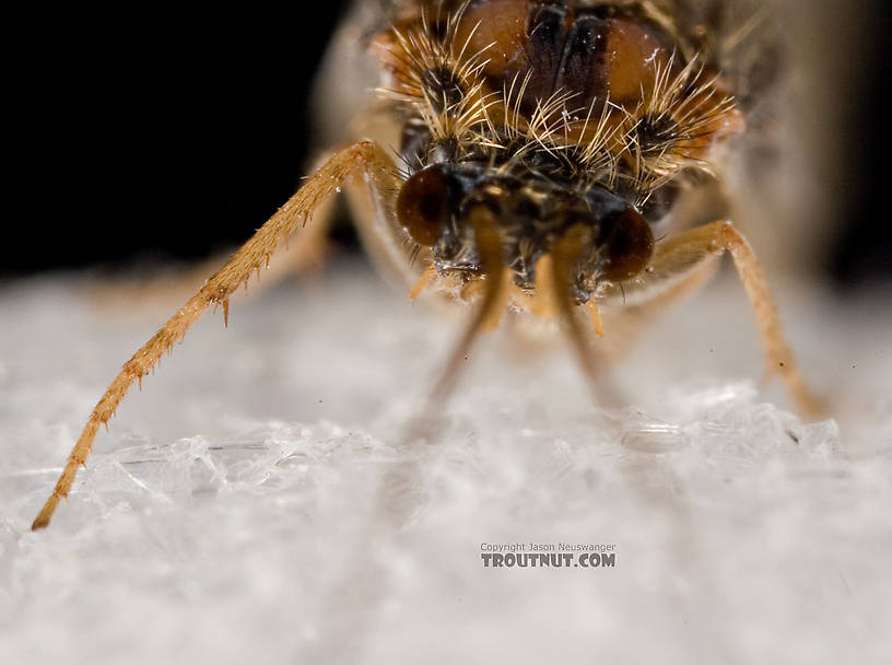 Brachycentrus appalachia (Apple Caddis) Caddisfly Adult from the West Branch of the Delaware River in New York