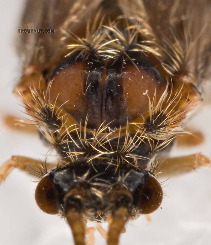 Brachycentrus appalachia (Apple Caddis) Caddisfly Adult from the West Branch of the Delaware River in New York