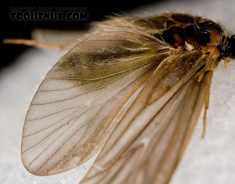 Brachycentrus appalachia (Apple Caddis) Caddisfly Adult from the West Branch of the Delaware River in New York