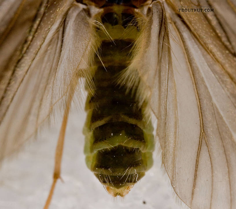 Brachycentrus appalachia (Apple Caddis) Caddisfly Adult from the West Branch of the Delaware River in New York