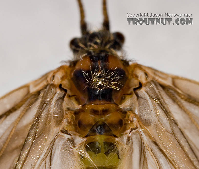 Brachycentrus appalachia (Apple Caddis) Caddisfly Adult from the West Branch of the Delaware River in New York