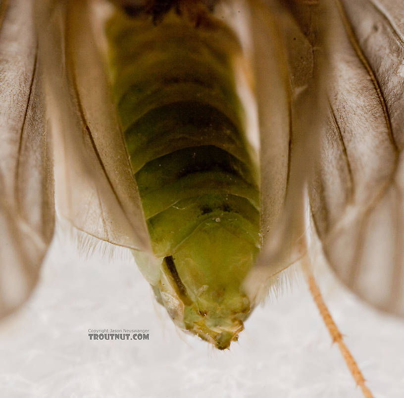 Brachycentrus appalachia (Apple Caddis) Caddisfly Adult from the West Branch of the Delaware River in New York