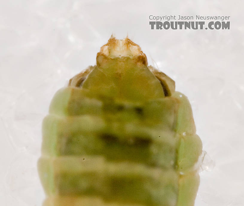 Brachycentrus appalachia (Apple Caddis) Caddisfly Adult from the West Branch of the Delaware River in New York