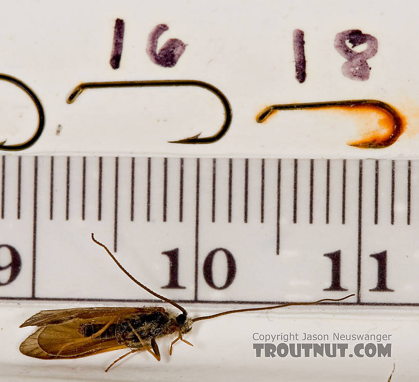 Apatania (Early Smoky Wing Sedges) Caddisfly Adult from the West Branch of the Delaware River in New York