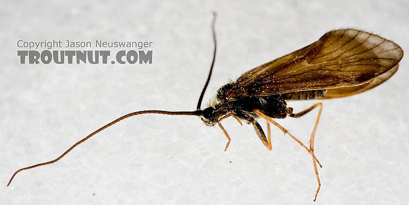 Apatania (Early Smoky Wing Sedges) Caddisfly Adult from the West Branch of the Delaware River in New York