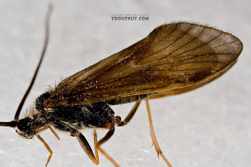 Apatania (Early Smoky Wing Sedges) Caddisfly Adult from the West Branch of the Delaware River in New York