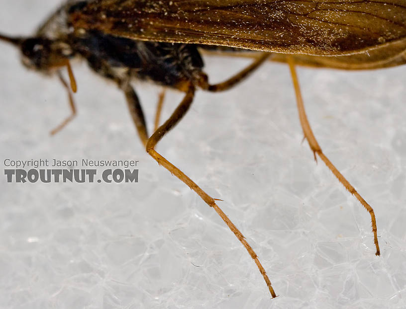 Apatania (Early Smoky Wing Sedges) Caddisfly Adult from the West Branch of the Delaware River in New York