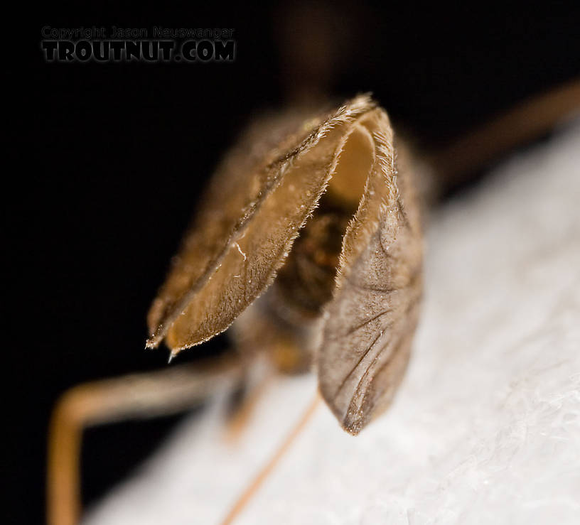 Apatania (Early Smoky Wing Sedges) Caddisfly Adult from the West Branch of the Delaware River in New York