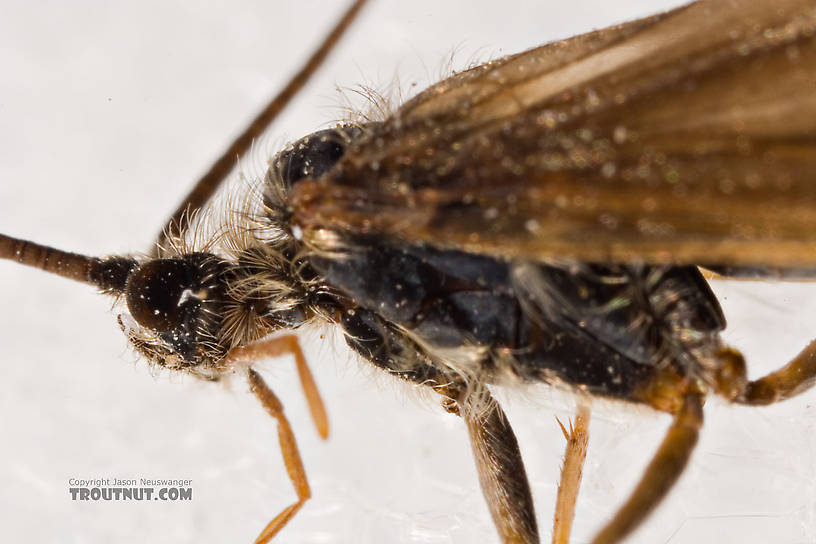 Apatania (Early Smoky Wing Sedges) Caddisfly Adult from the West Branch of the Delaware River in New York