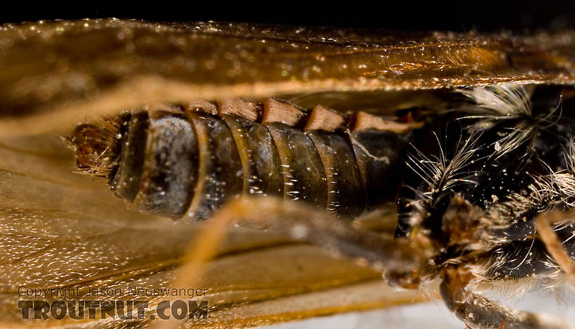 Apatania (Early Smoky Wing Sedges) Caddisfly Adult from the West Branch of the Delaware River in New York