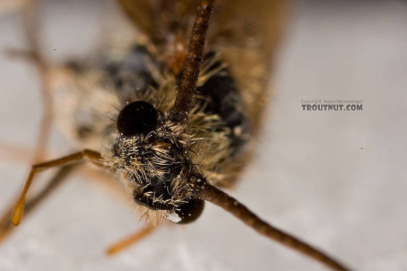 Apatania (Early Smoky Wing Sedges) Caddisfly Adult from the West Branch of the Delaware River in New York