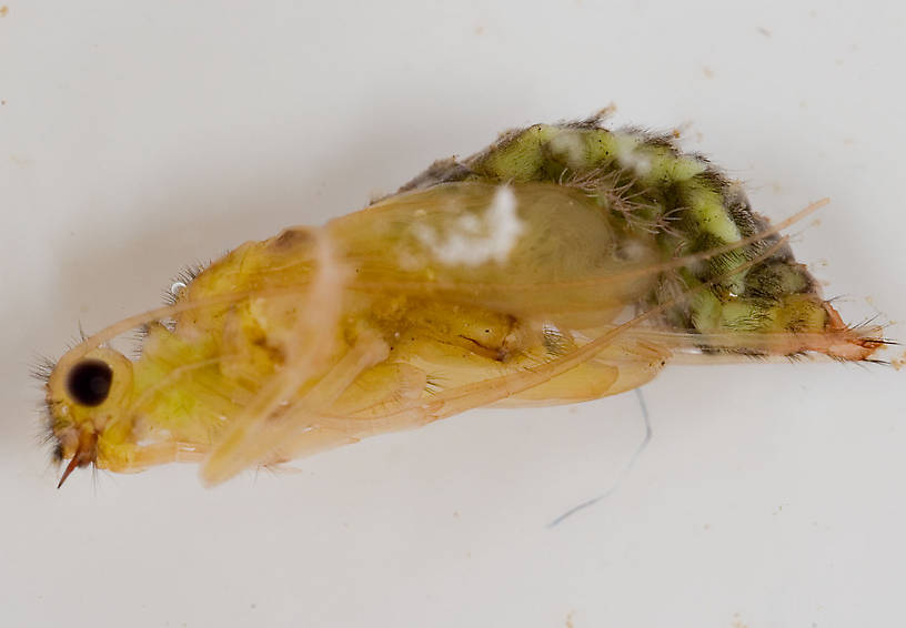 Hydropsyche (Spotted Sedges) Caddisfly Pupa from the Delaware River in New York