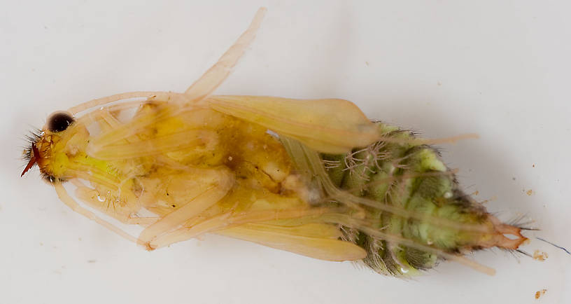 Hydropsyche (Spotted Sedges) Caddisfly Pupa from the Delaware River in New York