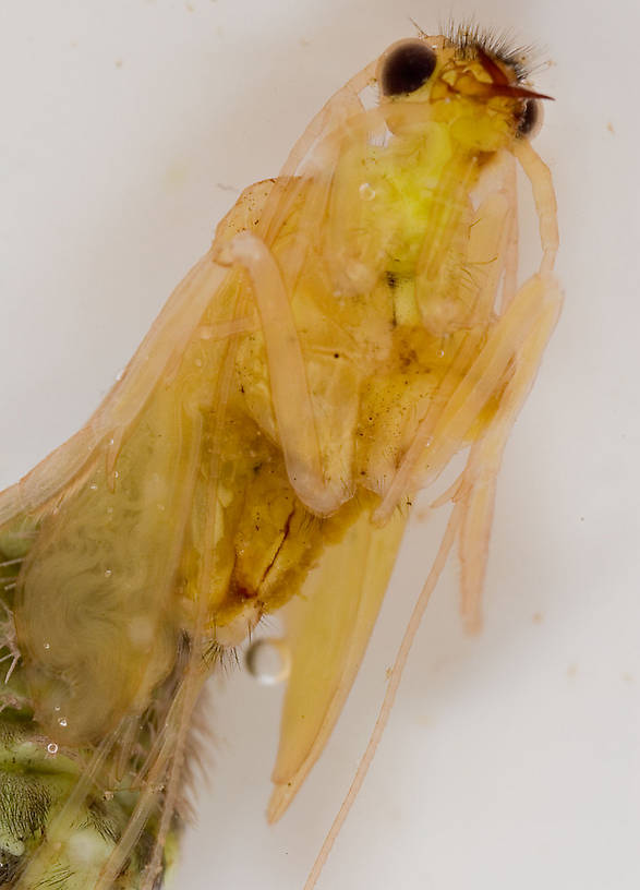 Hydropsyche (Spotted Sedges) Caddisfly Pupa from the Delaware River in New York