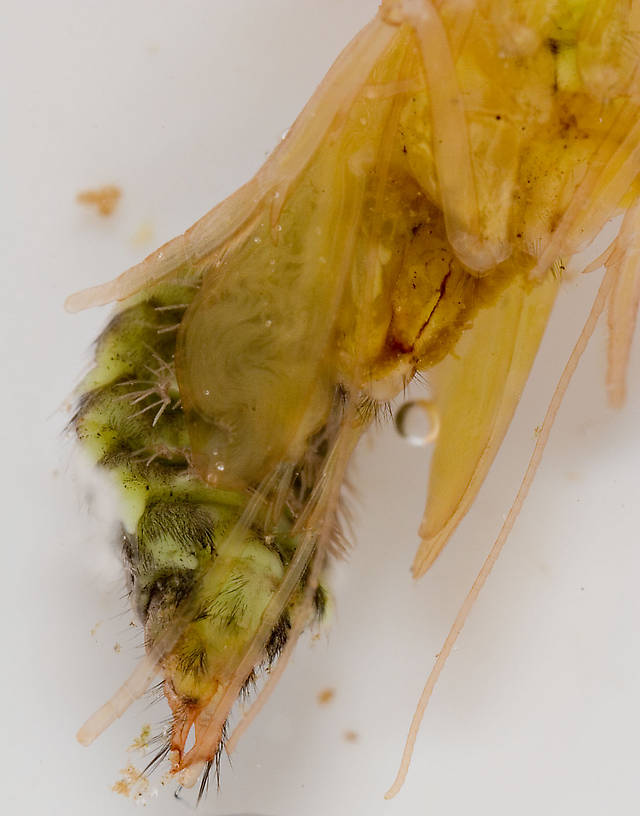 Hydropsyche (Spotted Sedges) Caddisfly Pupa from the Delaware River in New York