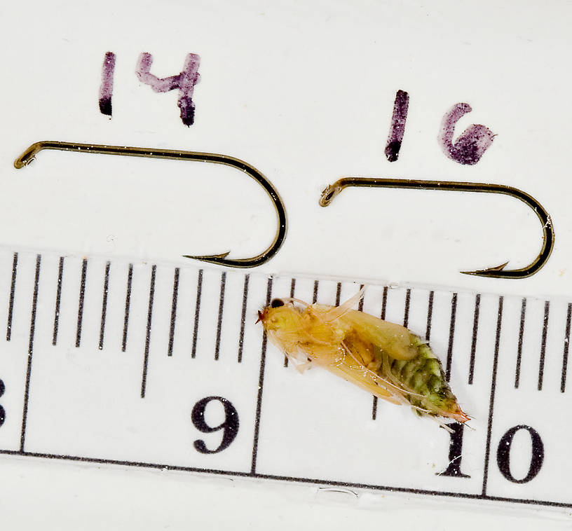 Hydropsyche (Spotted Sedges) Caddisfly Pupa from the Delaware River in New York