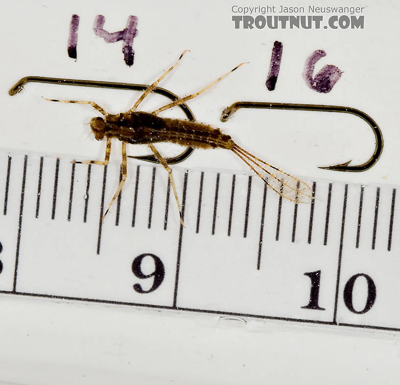 Penelomax septentrionalis Mayfly Nymph from the Delaware River in New York