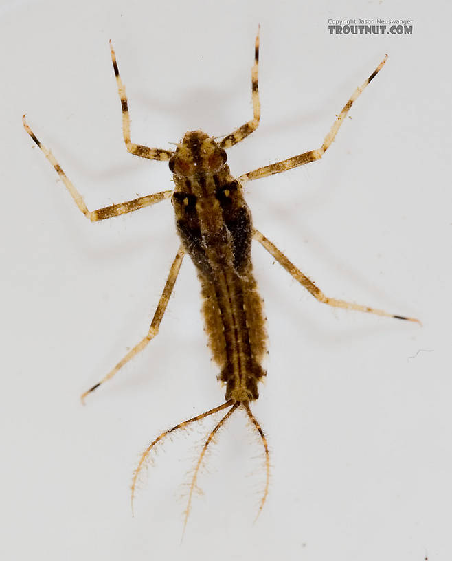 Penelomax septentrionalis Mayfly Nymph from the Delaware River in New York