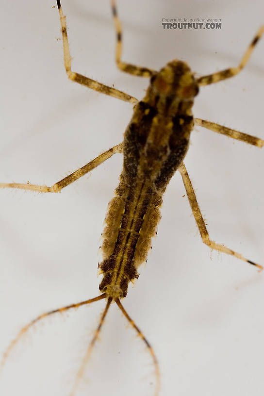 Penelomax septentrionalis Mayfly Nymph from the Delaware River in New York