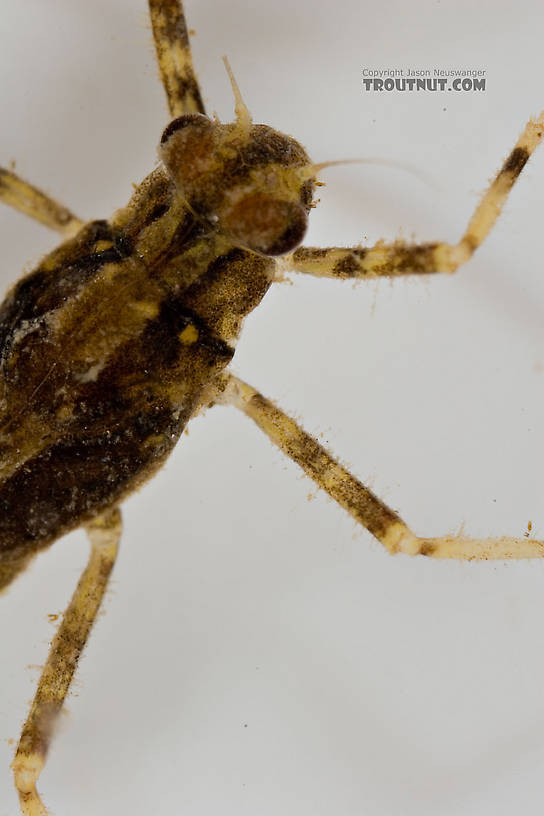 Penelomax septentrionalis Mayfly Nymph from the Delaware River in New York